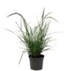 Pennisetum 'Sky Rocket' Grass 2 Ltr Pot -Outdoor Garden Care Store 5019945963016