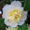 Camellia Japonica 'Brushfield's Yellow' Plant 3Ltr Pot -Outdoor Garden Care Store 5019945966277 2