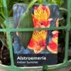 Alstroemeria 'Indian Summer' Peruvian Lily 3Ltr Pot -Outdoor Garden Care Store 5019945970120 42f45b91 9576 4408 b7ff 0a2d8332659f