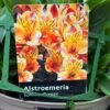 Alstroemeria 'Summer Breeze' Peruvian Lily 3Ltr Pot -Outdoor Garden Care Store 5019945985773 1961b098 bdaf 4be6 82f4 87771a5820c9
