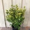 Euonymus Japonicus 'Aureus' 10Ltr Pot -Outdoor Garden Care Store 5021768000489