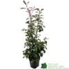 Photinia Fraseri 'Red Robin' 80cm Tall (IT) -Outdoor Garden Care Store 5021768000991