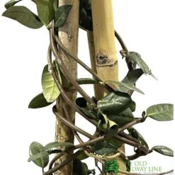 Trachelospermum Jasminoides 'Star Jasmine' Tripod Climber 120cm Tall (IT) -Outdoor Garden Care Store 5021768007679 2