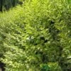Ligustrum Ovalifolium 'Aureum' Privet 80cm Tall (IT) -Outdoor Garden Care Store 5021768007716