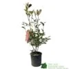 Photinia Fraseri 'Red Robin' 5Ltr Pot -Outdoor Garden Care Store 5021768015520 ae7612ca c155 41a6 b8e4 b5ee27d011a6