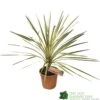 Cordyline Australis 'Torbay Dazzler' 60cm Tall (IT) -Outdoor Garden Care Store 5021768016725