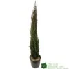 Cupressus Sempervirens 'Totem' Conifer 1m Tall (IT) -Outdoor Garden Care Store 5021768016893 b860b574 785c 4e25 adde c4dec02615ca