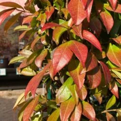 Trachelospermum Jasminoides Arch Trained Jasmine Climber 18Ltr Pot -Outdoor Garden Care Store 5021768019641 2