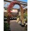 Trachelospermum Jasminoides Arch Trained Jasmine Climber 18Ltr Pot -Outdoor Garden Care Store 5021768019641 6ef4684e b4fd 47ec 8d11 06fec335fc28