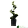 Ilex Crenata Spiral Topiary Plant 100cm Tall 12 Ltr Pot 2 Ilex Crenata Spiral Topiary Plant 100cm Tall 12 Ltr Pot -Outdoor Garden Care Store 5021768025673 7bd3a5e8 335a 4311 8df1 7882edb16de0