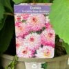 Dahlia 'Sincerity Rose Bicolour' 3Ltr Pot -Outdoor Garden Care Store 5021768037188