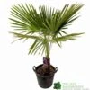 Trachycarpus Fortunei Single Stem 1.7m Tall (IT) -Outdoor Garden Care Store 5021768043813 199a160b 7db8 4699 a993 8e0261ff9425