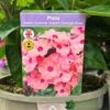 Phlox 'Sweet Summer Dream Orange Rose' 3Ltr Pot -Outdoor Garden Care Store 5021768048603