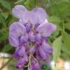 Wisteria Sinensis Climber 1.8m Tall (IT) -Outdoor Garden Care Store 5021768050873