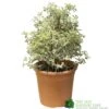 Pittosporum Tenuifolium 'Silver Queen' Plant 50cm Tal (IT) -Outdoor Garden Care Store 5021768052945