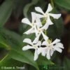 Trachelospermum Jasminoides Climber On Frame Size 90x140cm -Outdoor Garden Care Store 5021768056745