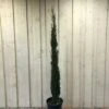 Cupressus Sempervirens 'Totem' Conifer 1.5m Tall (IT) -Outdoor Garden Care Store 5021768056844 263a2adb 96d6 417d 9781 9608e7e28eec