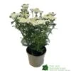 Achillea 'New Vintage White' 3Ltr Pot -Outdoor Garden Care Store 5021768059982