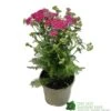 Achillea 'New Vintage Violet' 3Ltr Pot -Outdoor Garden Care Store 5021768068984
