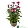 Echinacea 'Sensation Pink' Plant 2 Ltr Pot -Outdoor Garden Care Store 5021768069202 9c267101 cf06 4299 acb6 0db8f65e2aec