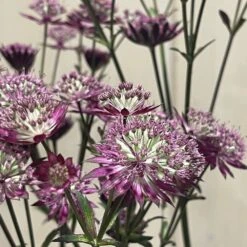 Astrantia 'Star Of Love' Plant 3 Ltr -Outdoor Garden Care Store 5021768072080 3
