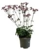 Astrantia 'Star Of Love' Plant 3 Ltr -Outdoor Garden Care Store 5021768072080 d7831a1a 7c31 43d0 b3be b6538da1e21b