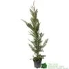 Cupressus Leylandii Conifer Hedging Plant 1.25m Tall (IT) -Outdoor Garden Care Store 5021768075944 df1d85ec 5ef5 44d5 91fb 39dfa0149986