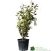Elaeagnus X Submacrophylla 'Viveleg' Oleaster Plant 50cm Tall (IT) -Outdoor Garden Care Store 5021768076903