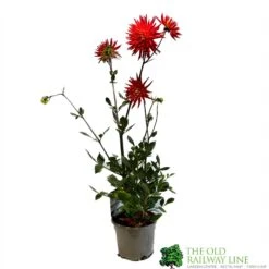 Dahlia 'Karma Red Corona' 3Ltr Pot