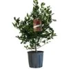 Ilex 'Nellie R.Stevens' Female Holly Bush 10Ltr Pot -Outdoor Garden Care Store 5021768084373