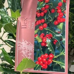 Ilex 'Nellie R.Stevens' Female Holly Bush 10Ltr Pot -Outdoor Garden Care Store 5021768084373 3