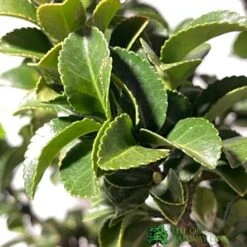 Euonymus Japonicus 'Benkomasaki' 40cm Tall (IT) -Outdoor Garden Care Store 5021768087787 3