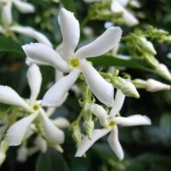 Trachelospermum Jasminoides Arch Trained Jasmine Climber 18Ltr Pot -Outdoor Garden Care Store 5021768087930 2 a8a3ebc7 1859 492a bdd8 d938041d35a6