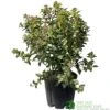 Viburnum Tinus 'Eve Price' Laurustinus Plant 60cm Tall (IT) -Outdoor Garden Care Store 5021768096277