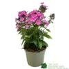 Phlox 'Sweet Summer Rose' 3Ltr Pot -Outdoor Garden Care Store 5021768099681