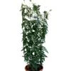 Jasminum Officinale 'Clotted Cream' Jasmine Climber On Trellis 20 Ltr Pot -Outdoor Garden Care Store 5021768099698 b819f48d 901c 45ea b5cc 9495cba2dfed