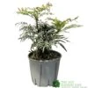 Mahonia 'Narihira' Plant 30cm Tall (IT) -Outdoor Garden Care Store 5021768102206 2a35b1b3 029e 4c5f a7a8 5c93775bfc98