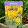 Kniphofia 'Banana Popsicle' 3Ltr Pot -Outdoor Garden Care Store 5021768102695