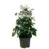 Anemone 'Elfin Swan' 2Ltr Pot -Outdoor Garden Care Store 5021768111529