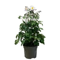 Anemone 'Elfin Swan' 2Ltr Pot