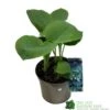 Hosta 'Bressingham Blue' 5ltr Pot -Outdoor Garden Care Store 5021768116111 94e94219 b07e 4f53 8906 37fdd8e3858e