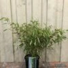 Fargesia Robusta 'Pingwu' Bamboo Plant 9 Ltr -Outdoor Garden Care Store 5021768116609 5e54cbec c42e 4503 a6c5 676294f59d3c