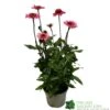Echinacea 'Delicious Candy' 3Ltr Pot -Outdoor Garden Care Store 5021768118924