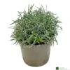 Ficinia 'Ice Crystal' 2Ltr Pot -Outdoor Garden Care Store 5021768119242