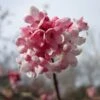 Viburnum Bodnantense 'Dawn' Plant 10Ltr -Outdoor Garden Care Store 5021768120446