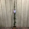 Trachelospermum Asiaticum 'Pink Showers' Climber 1.5m Tall (IT) -Outdoor Garden Care Store 5021768134351 c5d54f41 6ac9 4306 b457 d8b8ac16c480