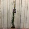 Trachelospermum Asiaticum 'Pink Showers' Climber 1m Tall (IT) -Outdoor Garden Care Store 5021768148280 6df0581f e8cb 43c2 bb59 191ddfd9f110