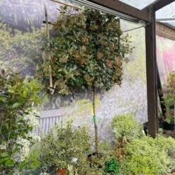 Photinia X Fraseri 'Red Robin' Pleached Form 2m Tall -Outdoor Garden Care Store 5021768148341 3