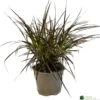Pennisetum 'Chelsea' 2Ltr Pot -Outdoor Garden Care Store 5021768150221