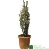 Euonymus Japonicus 'White Spire' Plant 40cm Tall (IT) -Outdoor Garden Care Store 5021768150252 7a90bfca c7eb 49df b0b4 e4230352698d